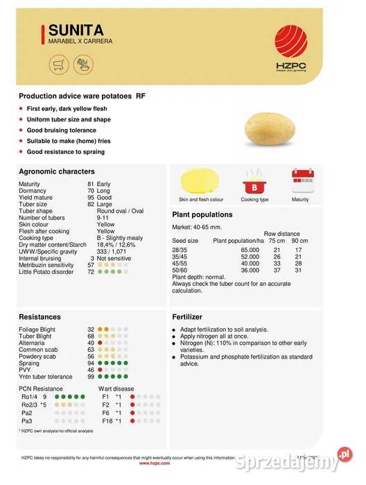 Ziemniak Sadzeniak SUNITA Królowa Ziemniaka sprzedam