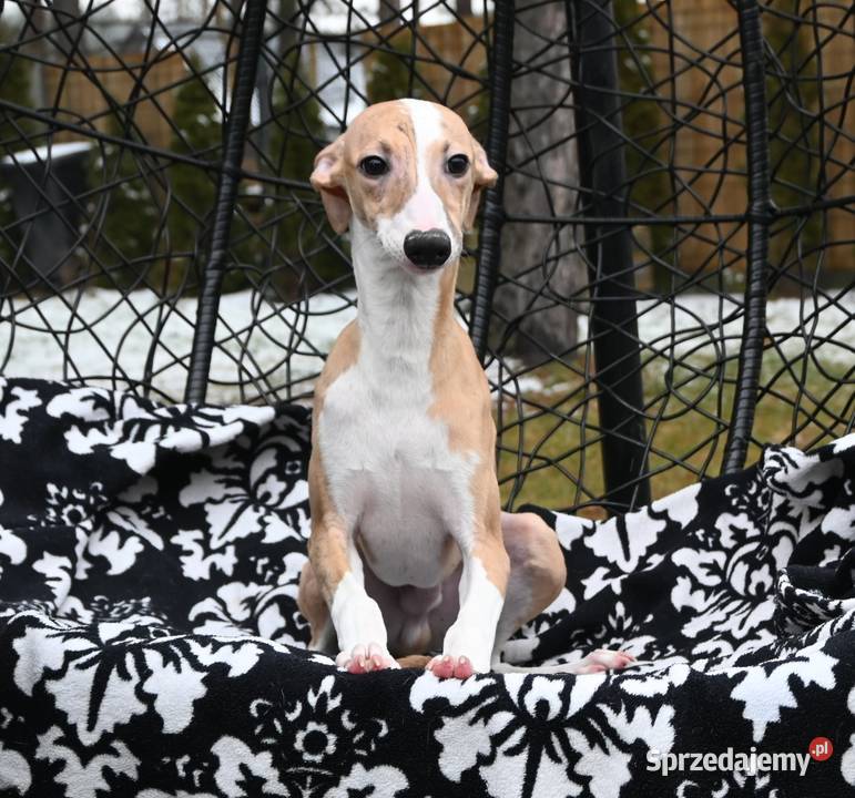 Whippet Chart Angielski Aleksandria