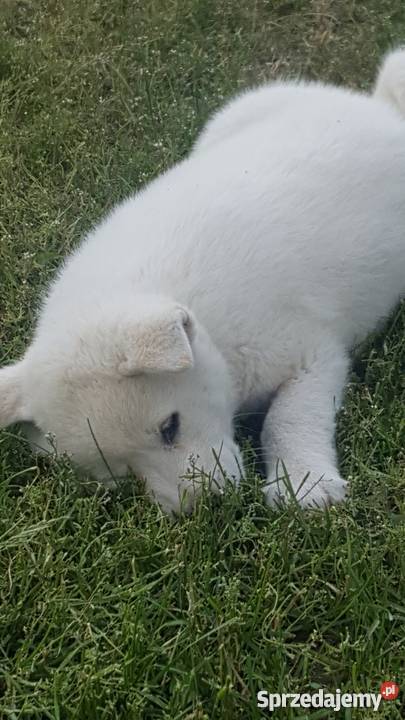 Akita Inu Zwierzęta Głomsk