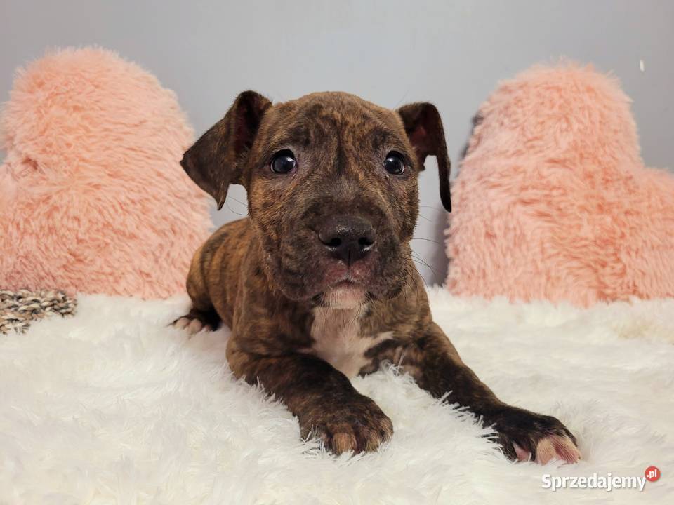 Cudny Szczeniak American Stafford Terier
