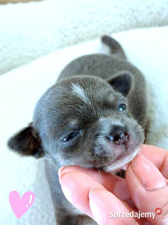 Niebieska Ziawjskowa Dziewczynka Chihuahua Zgierz