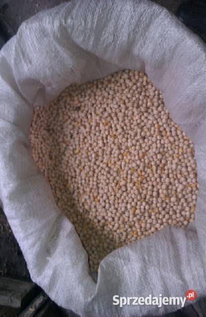 Groch jadalny Astronaute 2025r super roślina Daniszewo