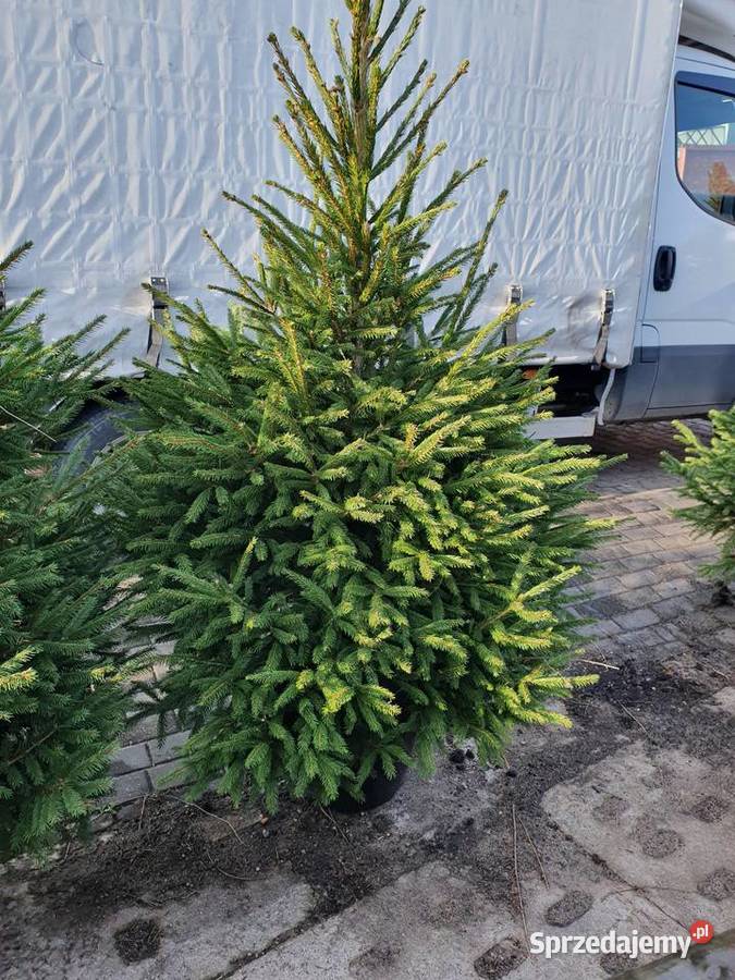 Choinki świąteczne hurt podlaskie Łomża