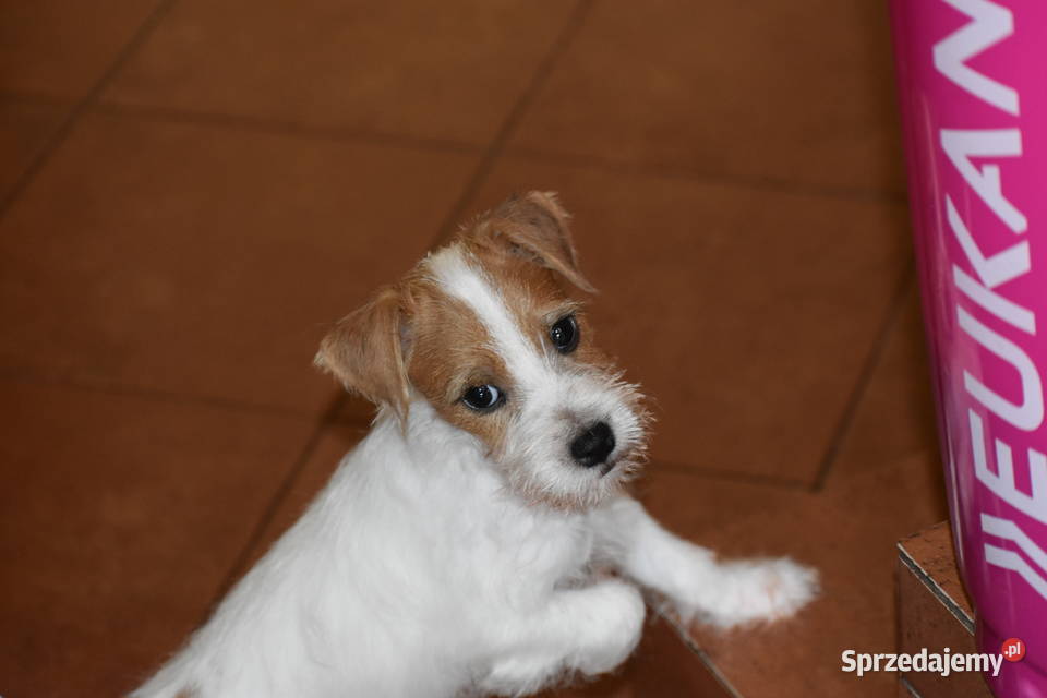 Piękne szczenięta Parson Russell Terrier rodziny Czarny Bór sprzedam