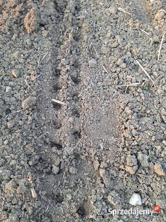 Koło dociskowe zebate do siewnika punktowego nieuszkodzony Nowy Targ