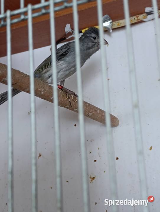 Kanarki podkarpackie