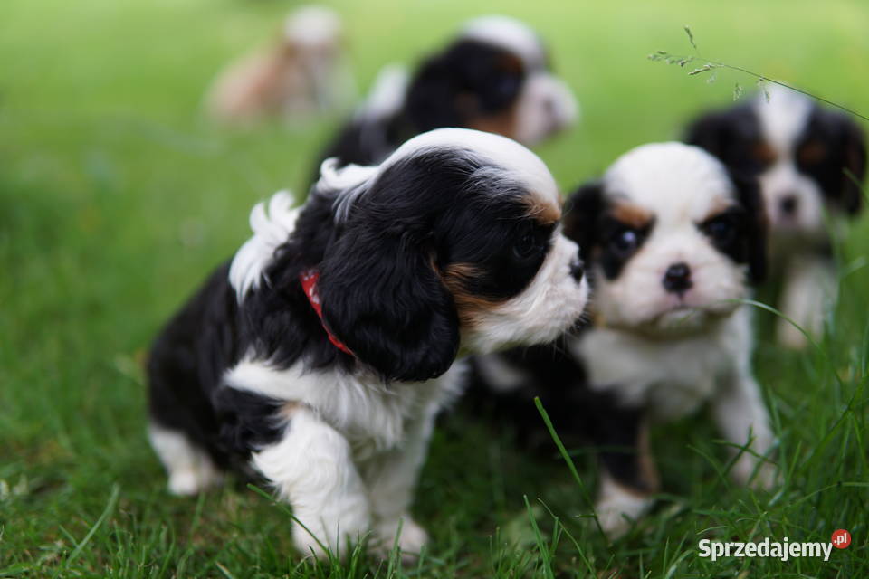 Szczenięta Cavalier King Charles Spaniel Cavalier King Charles Spaniel Cavalier King Charles Spaniel Rzeszów