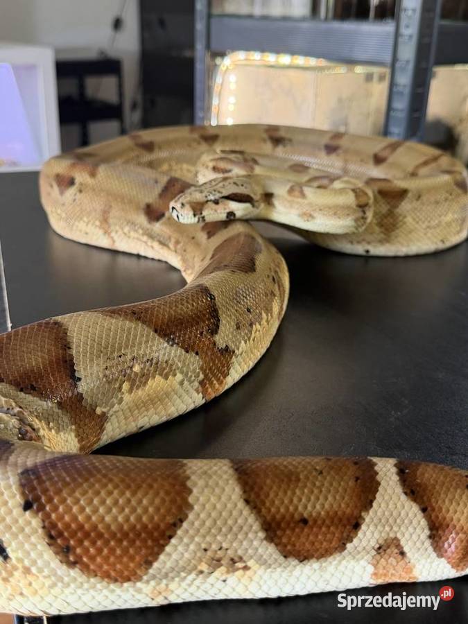 Boa cesarskiBoa imperator Nie Boa dusiciel śląskie Sosnowiec sprzedam
