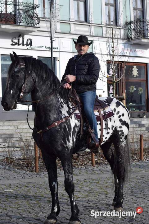 Sprzedam ogierka taranta sprzedam