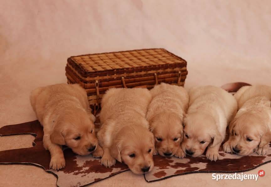 Szczenięta golden retriver ZKwP FCI Golden Retriever kujawsko-pomorskie Żnin