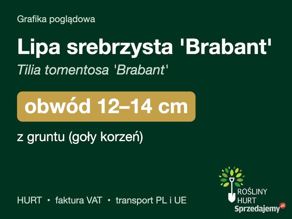 Lipa srebrzysta Brabant obwód 1214 z gruntu HURT Liściaste