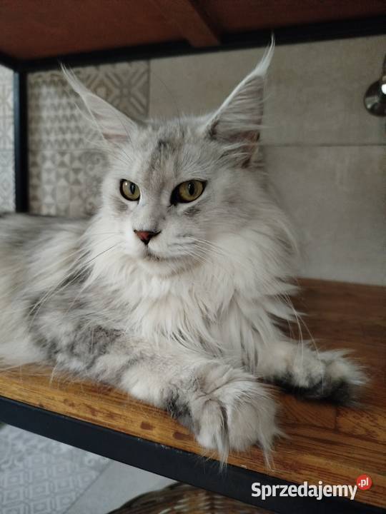 Jerry kocur Maine Coon kujawsko-pomorskie