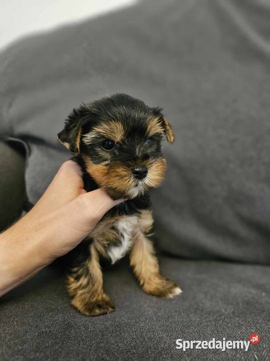 Yorkshire Terrier Samiec z Chipem Wyprawka Częstochowa
