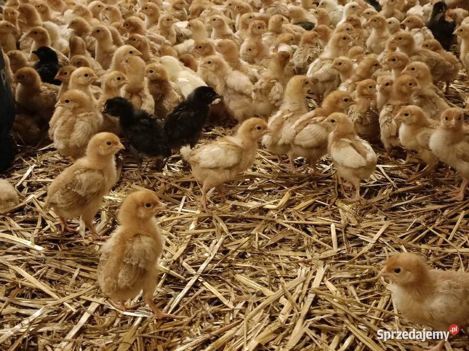 Sprzedam kury nioski kokoszki kurki pisklaki kujawsko-pomorskie Sulinowo sprzedam