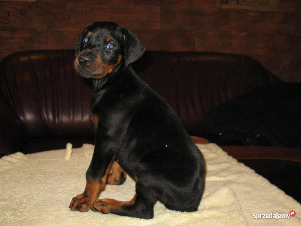 DOBERMAN SZCZENIAK MŁODE PIESEK SUKA SZCZENIAKI Gierów