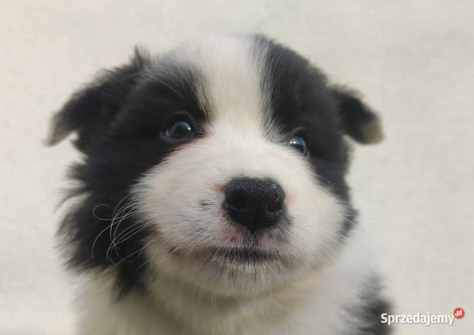 Szczenię BORDER COLLIE z Hodowli Rasowy pies z Kraków sprzedam