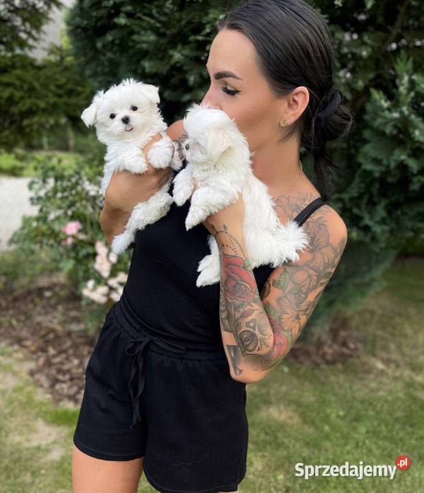 4 maltańczyki maltańczyk suczka z rodowodem Śrem