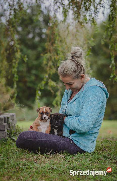Sprzedam szczeniaki rasy Amstaff z rodowodem Skrzyszów