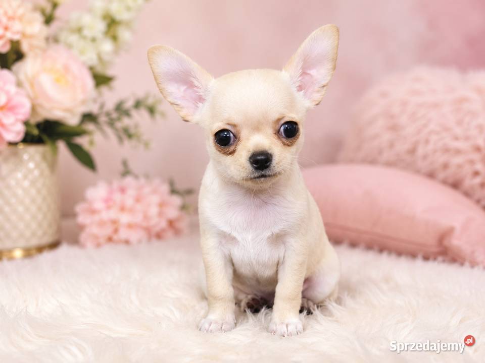 Chihuahua krótkowłosa sunia ZKwP FCI Świnoujście