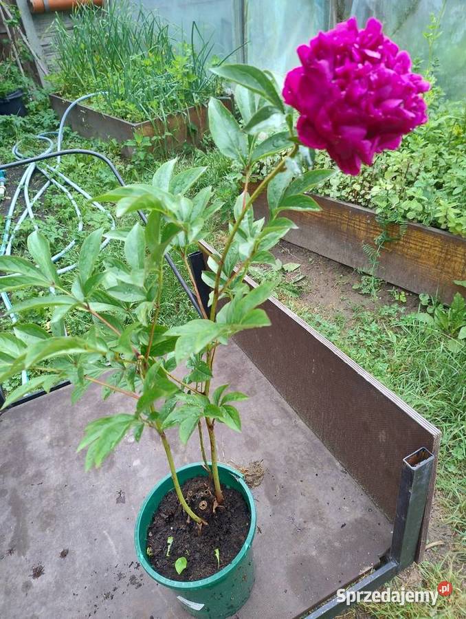 Duże rośliny wieloletnie do ogrodu Nisko sprzedam