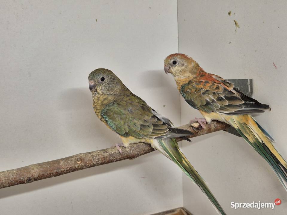 Świergotka Seledynowa Świergotki Seledynowe Buków