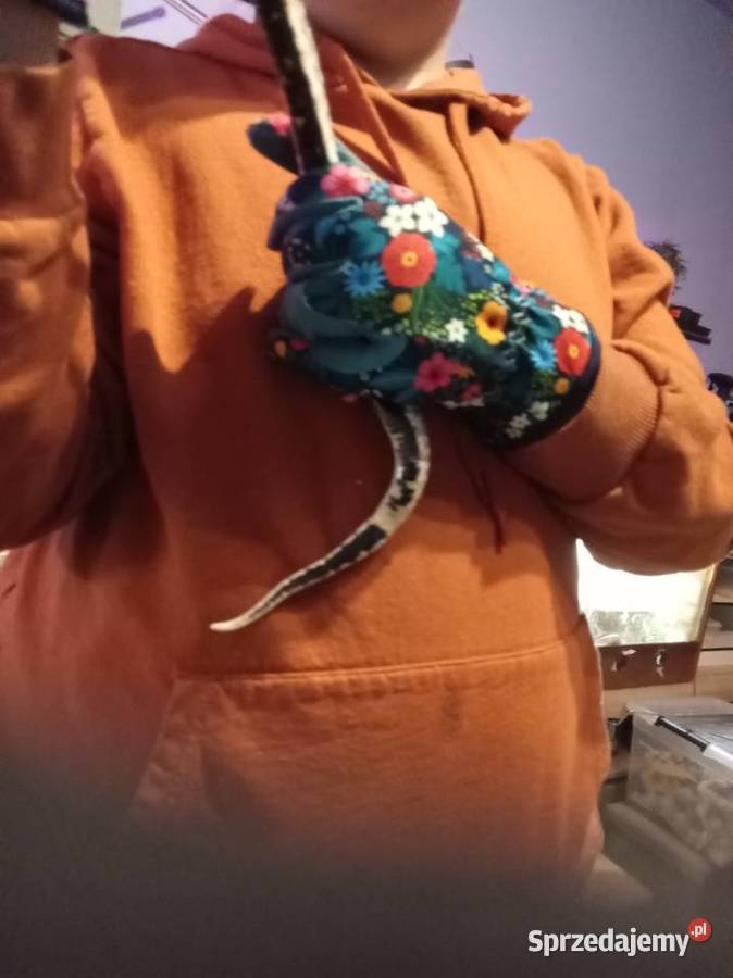 Heterodon zachodni mazowieckie