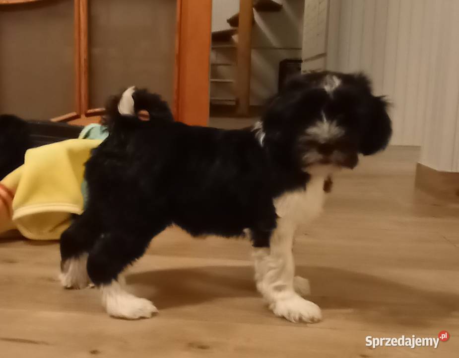 Terier Tybetański szczenięta Dona Sofia i Dżin Cerekiew