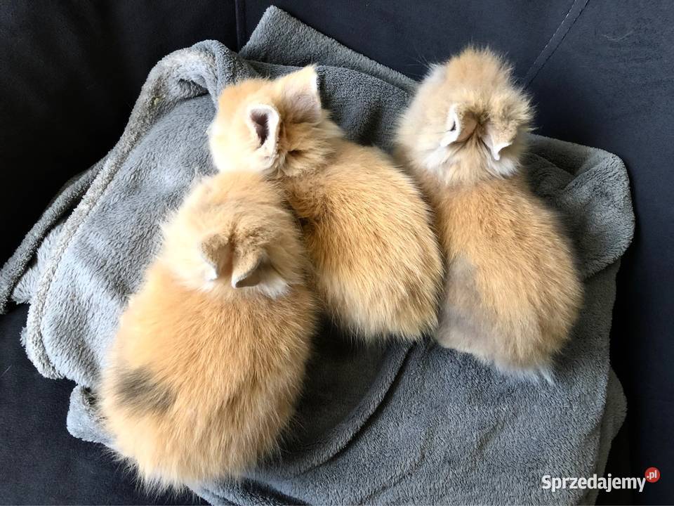 Królik miniaturka króliki miniaturki teddy i Gryzonie