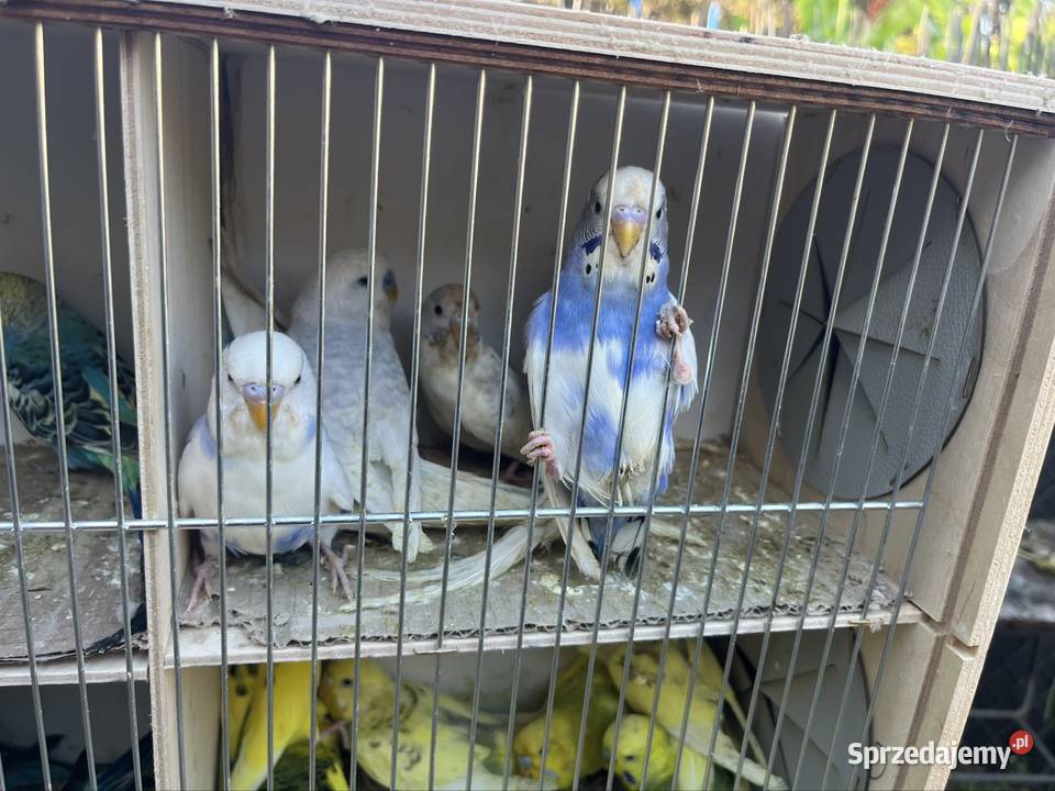 Papugi faliste Zachowice