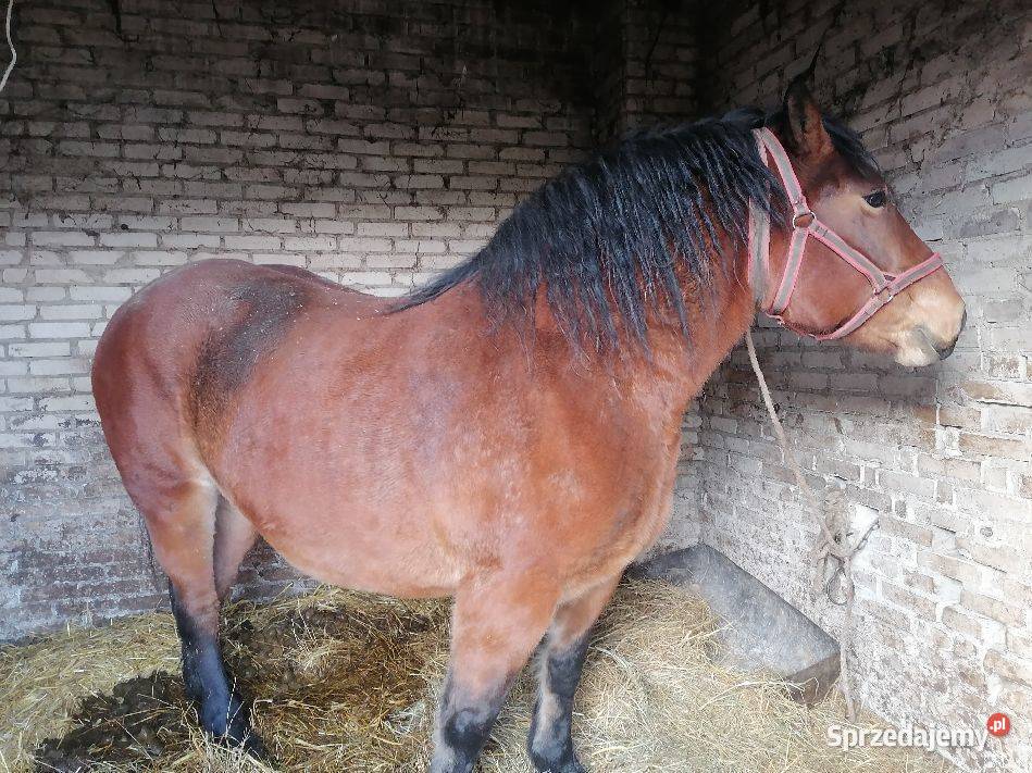 Sprzedam klacz Przasnysz