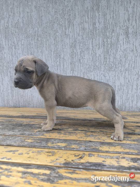 Cane Corso szczeniaki podkarpackie Cieszanów