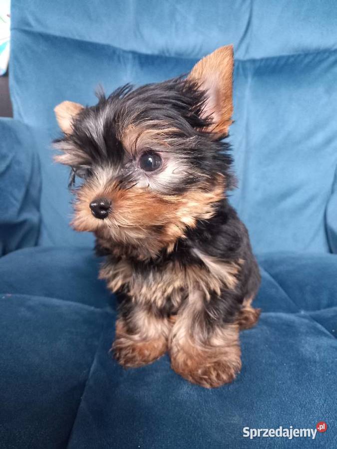 Piesek Yorkshire Terrier