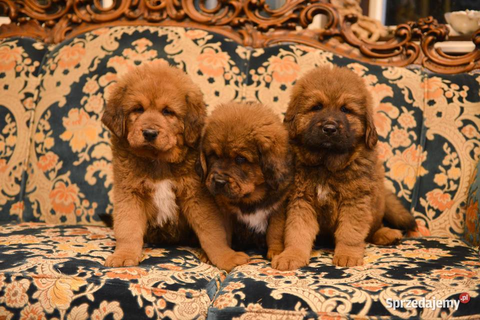 Mastif Tybetański świętokrzyskie Sandomierz