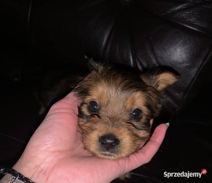 York miniaturowy xxs Kalisz