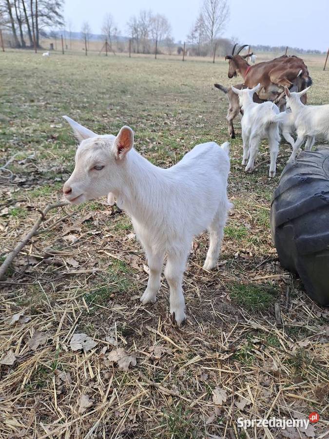 Sprzedam koziołki i kózki Zwierzęta Nowy Kawęczyn sprzedam