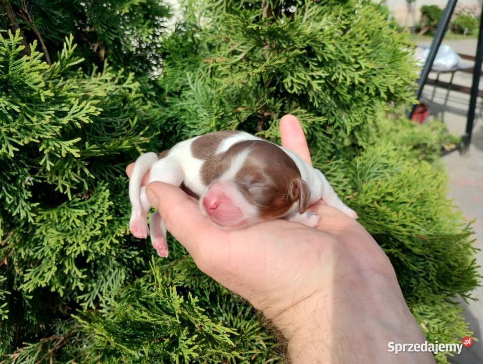 Jamnik długowłosy Piebald Choco Czekoladowy Jamnik łódzkie Żychlin