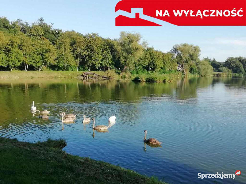 Działka o pow 46 ha w Klementowicach gm Kurów Klementowice