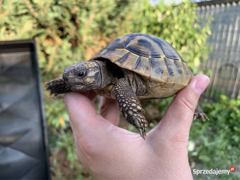 Żółw grecki żółwie greckie Warszawa Gady i płazy