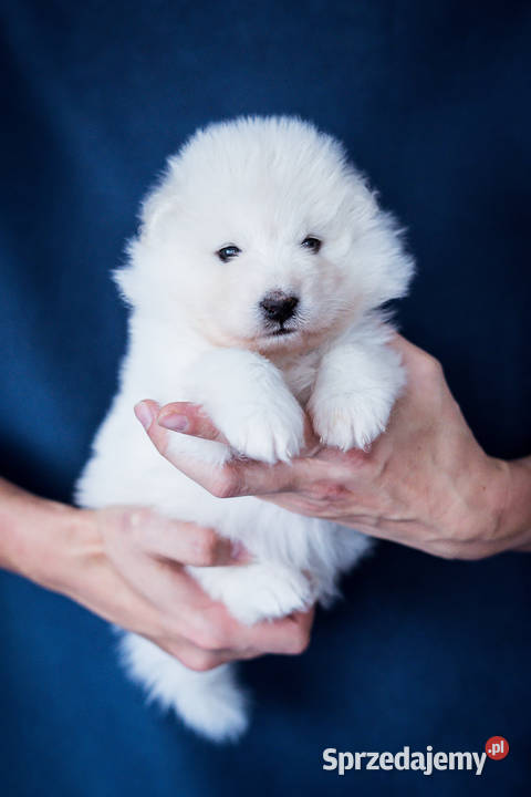 Szczeniaki Samoyed ZKwPFCI championach Łódź sprzedam
