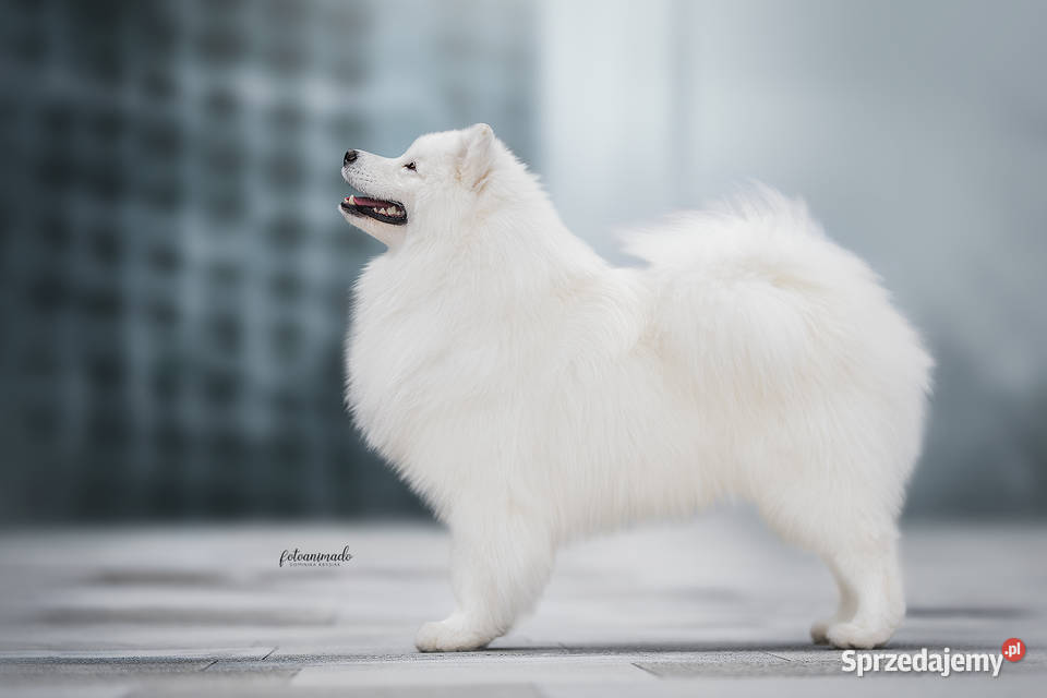 Samoyed fci clearance