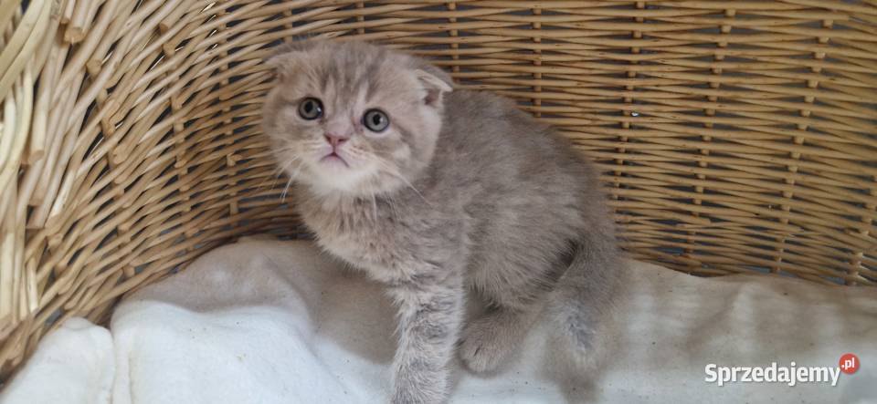 Kocurek Szkocki liliowy pręgowany zwisłouchy Katowice