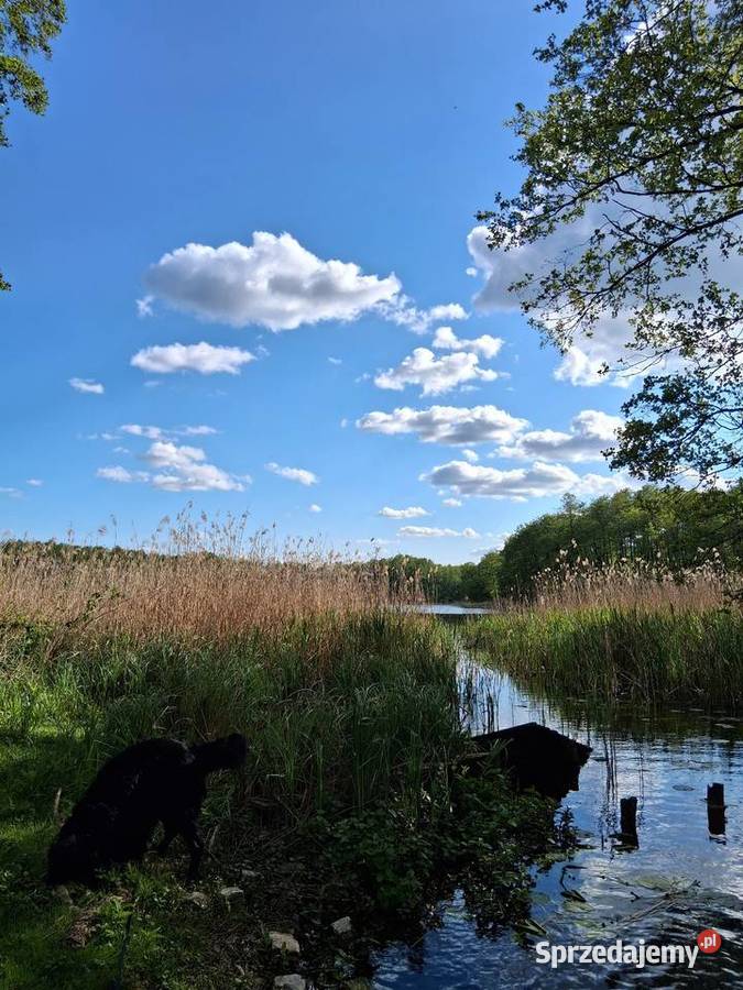 Dzialka budowlana utwardzona Grunty i działki Bukowiec sprzedam