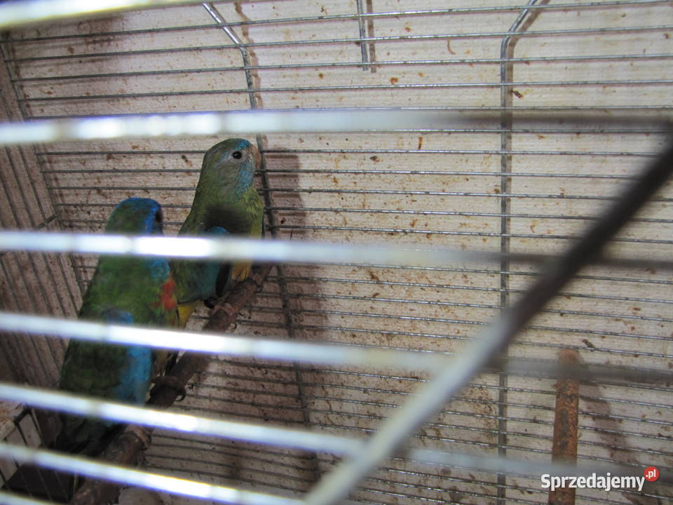 Łąkówki wspaniałe Ptaki Zwierzęta kujawsko-pomorskie Toruń