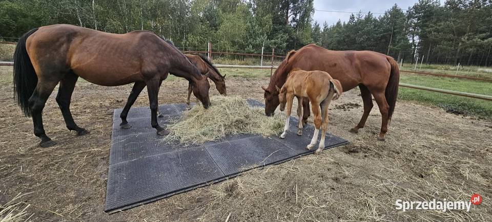 Maty stajenne do boksów i na padoki 120x80 Racibórz sprzedam