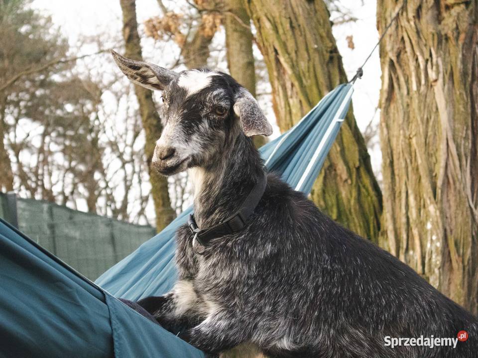 Sprzedam kozę Pozostałe Warszawa
