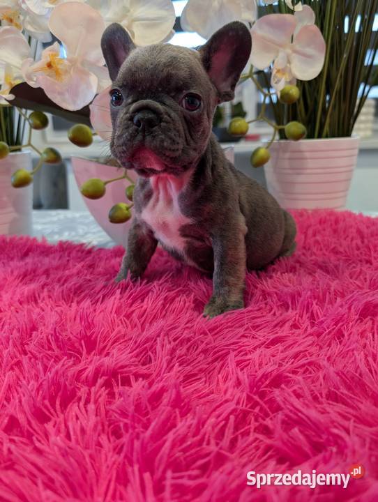 Buldog francuski piesek Gdańsk