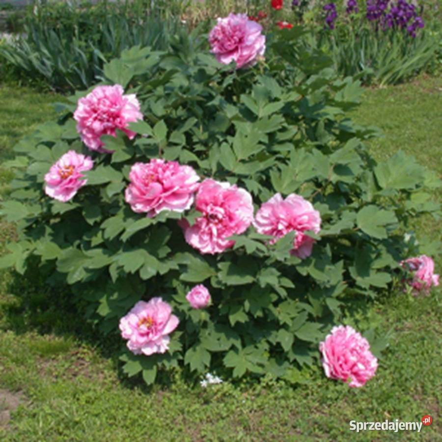PEONIA DRZEWIASTA Paeonia suffruticosa NASIONA Lubanie sprzedam