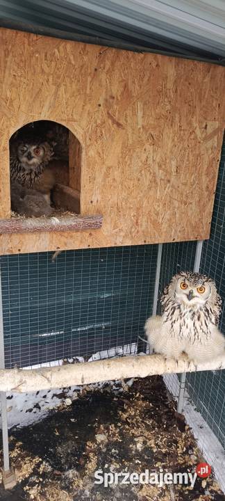 Sowy Sowa Puchacz Bengalski śląskie Jastrzębie-Zdrój