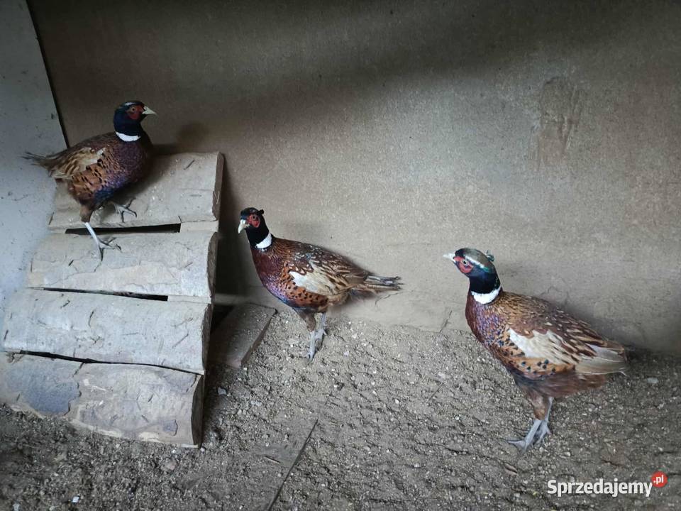Bażant obrożny tegoroczny Jarosław