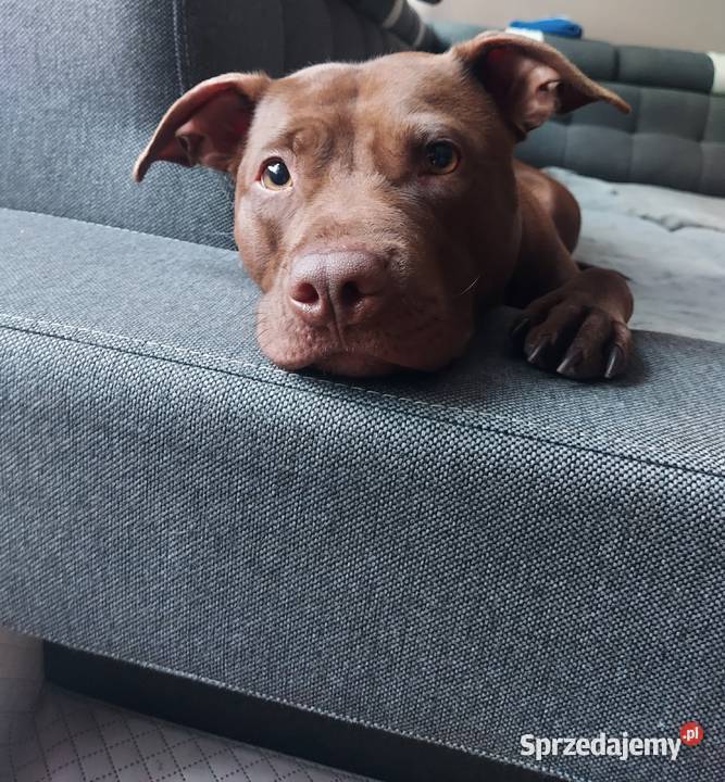 American Pit Bull Terrier